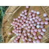 Opale Rose - perle de 8mm