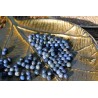 Dumortiérite - perle de 6mm