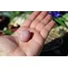 Opale Rose Polie 16 Gr