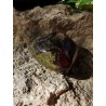 Pierre du Dragon - Pierre polie 36.4 gr