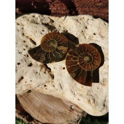 Ammonite - sciée polie 10 gr