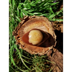Oeil de Shiva / Cyclope - Polie 10 Gr