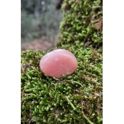 Opale Rose  - Polie 8 Gr