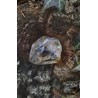 Citrine Naturelle - Polie 17 gr