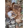 Citrine Naturelle - Polie 17 gr