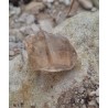 Citrine Naturelle - Polie 17 gr