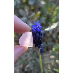 Kunzite - Brute 7 gr