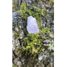 Kunzite - Brute 11 gr