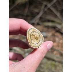 Bois Fossilisé - Brut 65 gr