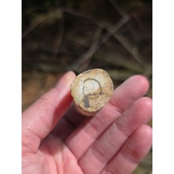 Bois Fossilisé - Brut 65 gr