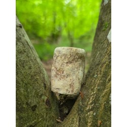 Bois Fossilisé - Brut 68 gr