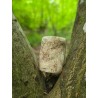 Bois Fossilisé - Brut 68 gr