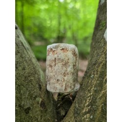 Bois Fossilisé - Brut 68 gr