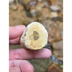 Bois Fossilisé - Brut 68 gr