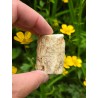 Bois Fossilisé - Brut 68 gr