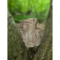 Bois Fossilisé - Brut 96 gr
