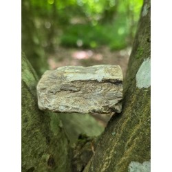 Bois Fossilisé - Brut 96 gr