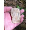 Bois Fossilisé - Brut 96 gr