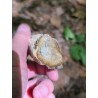 Bois Fossilisé - Brut 96 gr