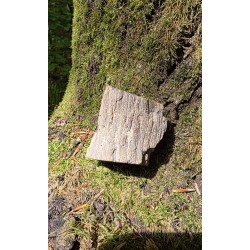 Bois Fossilisé - Brut 102 gr