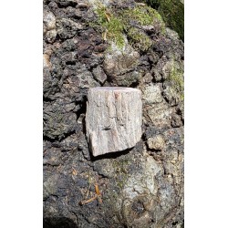 Bois Fossilisé - Brut 102 gr