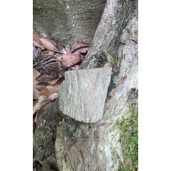 Bois Fossilisé - Brut 102 gr