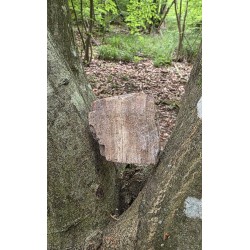 Bois Fossilisé - Brut 102 gr