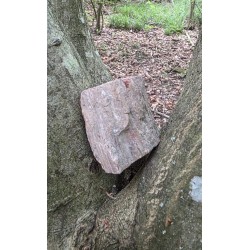 Bois Fossilisé - Brut 102 gr