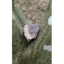 Bois Fossilisé - Brut 102 gr