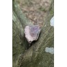 Bois Fossilisé - Brut 102 gr