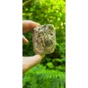 Bois Fossilisé - Brut 224 gr