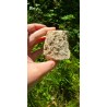 Bois Fossilisé - Brut 224 gr