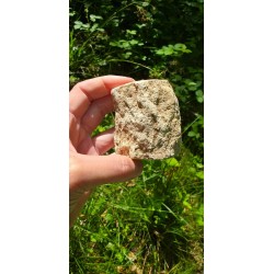 Bois Fossilisé - Brut 224 gr