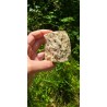 Bois Fossilisé - Brut 224 gr