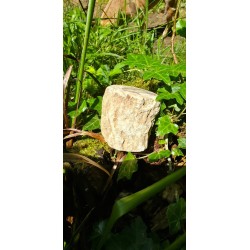 Bois Fossilisé - Brut 224 gr