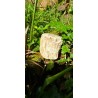 Bois Fossilisé - Brut 224 gr