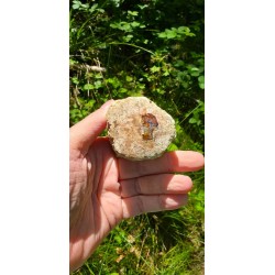 Bois Fossilisé - Brut 224 gr