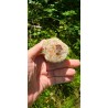 Bois Fossilisé - Brut 224 gr