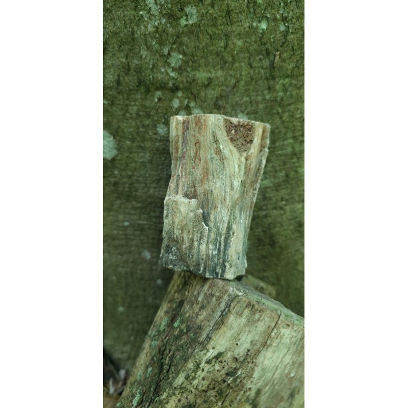 Bois Fossilisé - Brut 194 gr Bois Fossilisé - Brut 194 gr