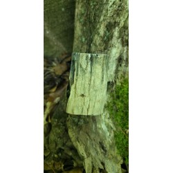 Bois Fossilisé - Brut 194 gr