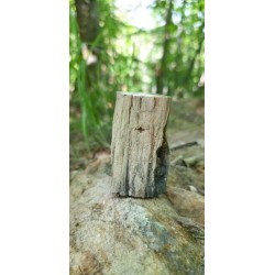 Bois Fossilisé - Brut 194 gr