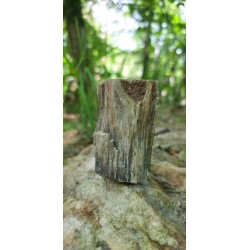 Bois Fossilisé - Brut 194 gr