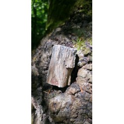 Bois Fossilisé - Brut 194 gr