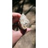 Bois Fossilisé - Brut 194 gr