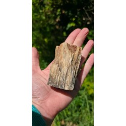 Bois Fossilisé - Brut 194 gr