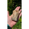 Bois Fossilisé - Brut 194 gr