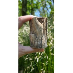 Bois Fossilisé - Brut 194 gr
