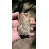 Bois Fossilisé - Brut 194 gr