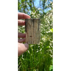 Bois Fossilisé - Brut 194 gr