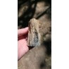 Bois Fossilisé - Brut 194 gr